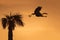 Great Blue Heron Leaving its Nest at Sunrise - Florida