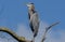 Great Blue Heron at Local Lake at Sunrise