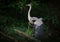 Great Blue Heron at Local Lake at Sunrise