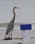 Great Blue Heron looking for fish in a picnic cooler