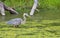 Great blue heron looks for fish in algae covered water