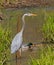 Great Blue Heron and Mallard Ducks