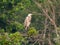 Great Blue Heron on marsh shrub Montezuma National Wildlife Refuge
