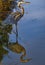 Great Blue Heron in marsh waiting and watching