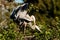 Great Blue Heron Mating Season Venice FL