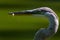 Great blue heron minnow