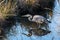 A great blue heron with mirror like reflection in the water