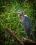 Great Blue Heron on a Mossy Branch