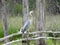 Great Blue Heron in natural habitat