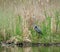 Great Blue Heron natural pond habitat