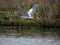 Great Blue Heron near a lake in Geist Park Fishers, Indiana