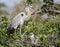 Great blue heron on nest with chick