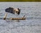 Great Blue Heron notices prey in the water