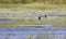 Great Blue Heron Over Marsh