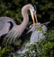 Great blue heron pair begin creating their nest