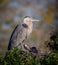 Great blue heron parent, protects chick from preditors