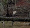 Great blue heron perched atop a wooden log in a peaceful body of water. Ardea herodias.