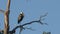 Great Blue heron perched on cottonwood branch in morning`s first light