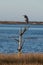 Great Blue Heron perched on a dead tree