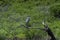 Great Blue Heron perched on dead tree