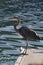 Great Blue Heron perched on a dock near Ventura, CA.