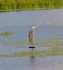 Great Blue Heron Perched On La