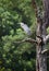 Great Blue Heron perched on Loblolly Pine tree, Walton County, GA