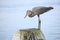 Great Blue Heron Perched on a Water Outflow Pipe