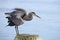 Great Blue Heron Perched on a Water Outflow Pipe