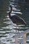 Great Blue Heron Perching on dock near Ventura, CA., harbor