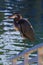 Great Blue Heron Perching on dock near Ventura, CA., harbor