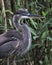 Great Blue heron with plants profile