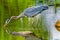 Great Blue Heron Pond Vanier Park Vancouver British Columbia Canada