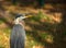 Great Blue Heron Portrait, Lake Seminole Park, Florida