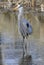 Great blue heron portrait into the swamp