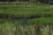 Great blue heron posing in florida wetland at dawn