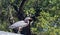 Great Blue Heron posing on a tin roof top