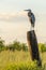 Great blue heron on a post in early morning