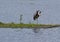 Great blue heron preening