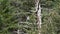 Great Blue Heron preening in a dead pine tree