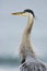 Great Blue Heron - Primal - fluffed up after eating gopher