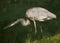 Great Blue Heron ready to strike at prey