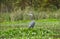 Great Blue Heron at Reed Bingham State Park Georgia