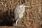 Great Blue Heron in the Reeds