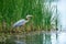 Great Blue Heron in the reeds