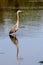 Great Blue Heron Reflecting in Pond