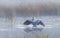 A Great blue heron with reflection hunts on a morning foggy marsh in Algonquin park, Canada