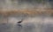 Great blue heron with reflection hunts on a morning foggy marsh in Algonquin park, Canada