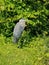 Great Blue Heron Resting