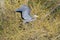 Great blue heron resting in tree branch